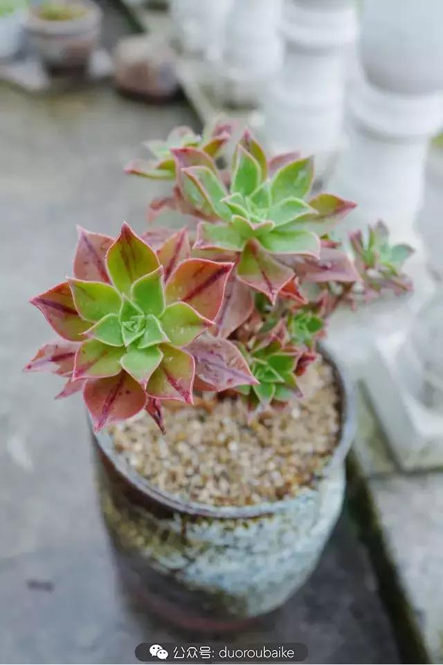 娇艳欲滴的多肉植物,春雨中多肉图片大全