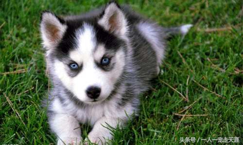 最可爱的四种宠物,10种最可爱的宠物狗