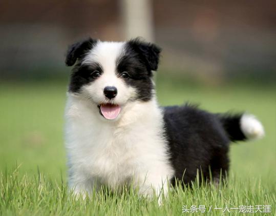 最可爱的四种宠物,10种最可爱的宠物狗