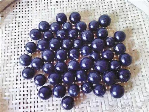 珍稀果种嘉宝果,珍稀福冈嘉宝果