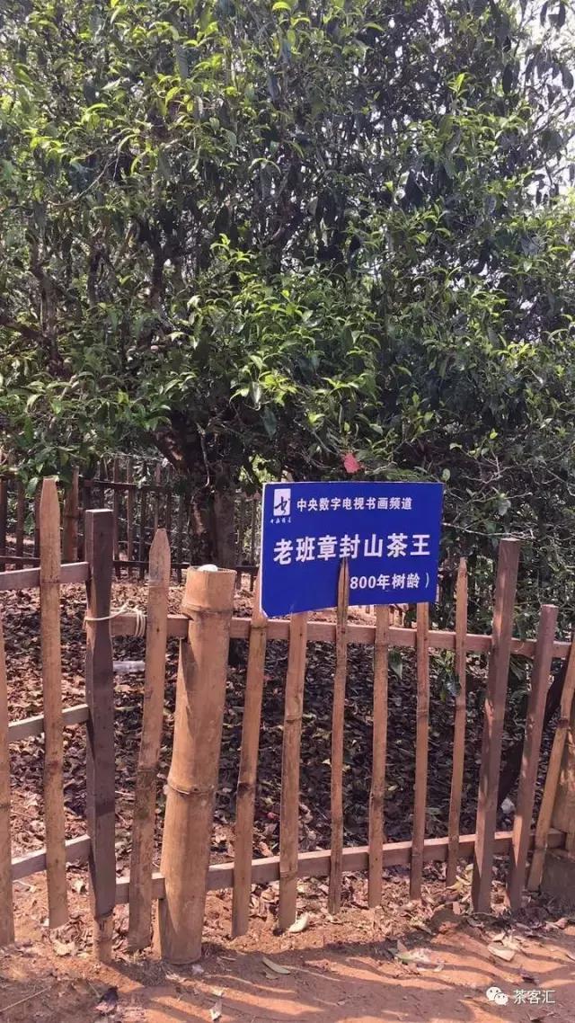 探寻普洱茶之旅路线,普洱茶人文寻访记第五天