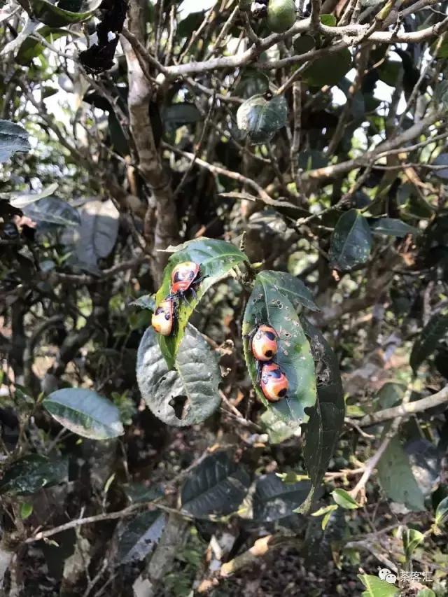 探寻普洱茶之旅路线,普洱茶人文寻访记第五天