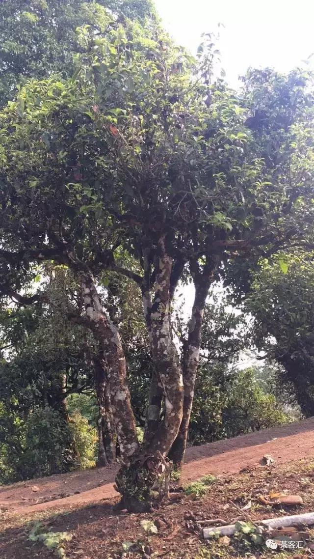 探寻普洱茶之旅路线,普洱茶人文寻访记第五天