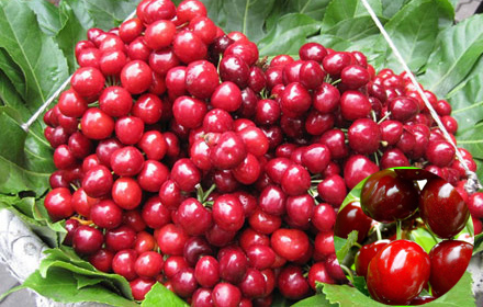 樱桃品种大全一览表,2021年十大樱桃品种排名前十名