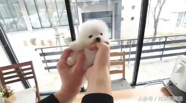 博美狗狗太活跃摸它就咬,小博美对狗狗不友好