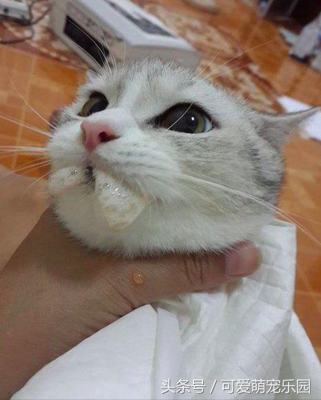 猫主子的日常练就一切技能,这才是猫应有的样子