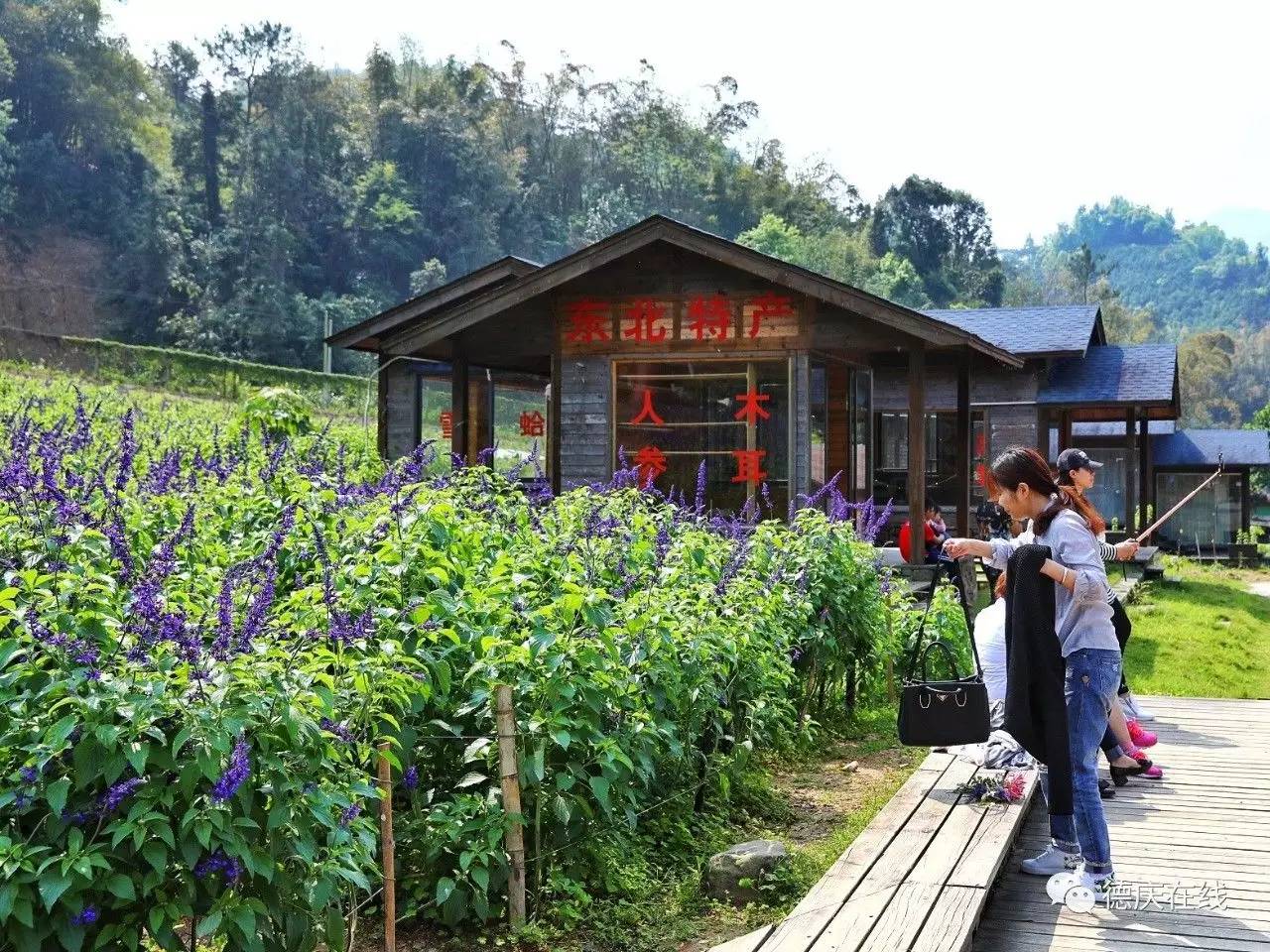 不用去罗平也可以看油菜花,不用去日本也能看的樱花海