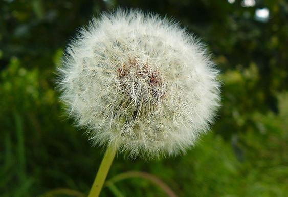 一杯茶叶水的功效与作用,茶叶水的功能