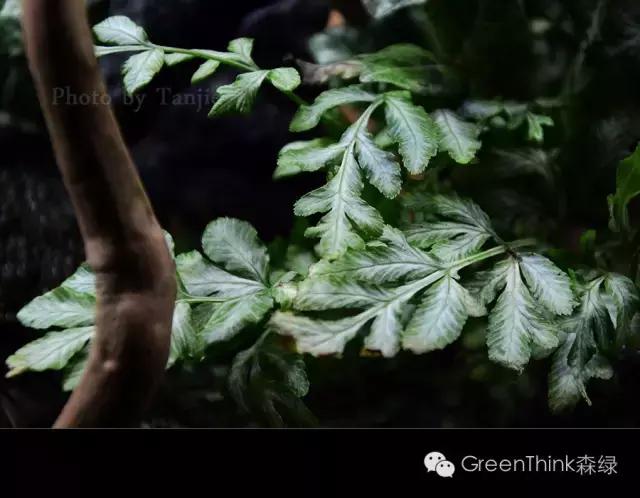 狼尾蕨造景方法,狼尾蕨的森林造景