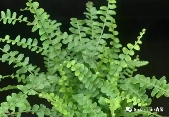 狼尾蕨造景方法,狼尾蕨的森林造景