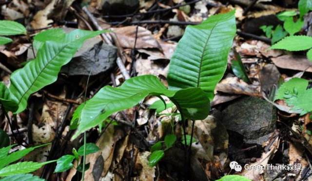 狼尾蕨造景方法,狼尾蕨的森林造景