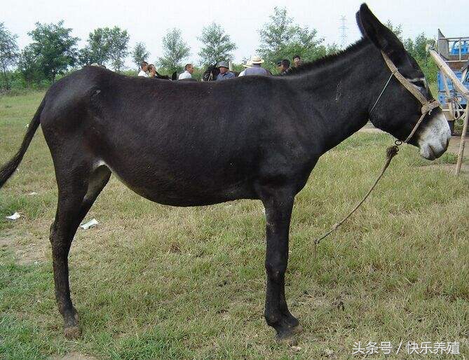 德州驴品种大全,德州驴种哪个品种最好