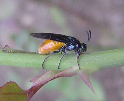 关于养花的“十大问题”,养花过程遇到的问题怎么解决