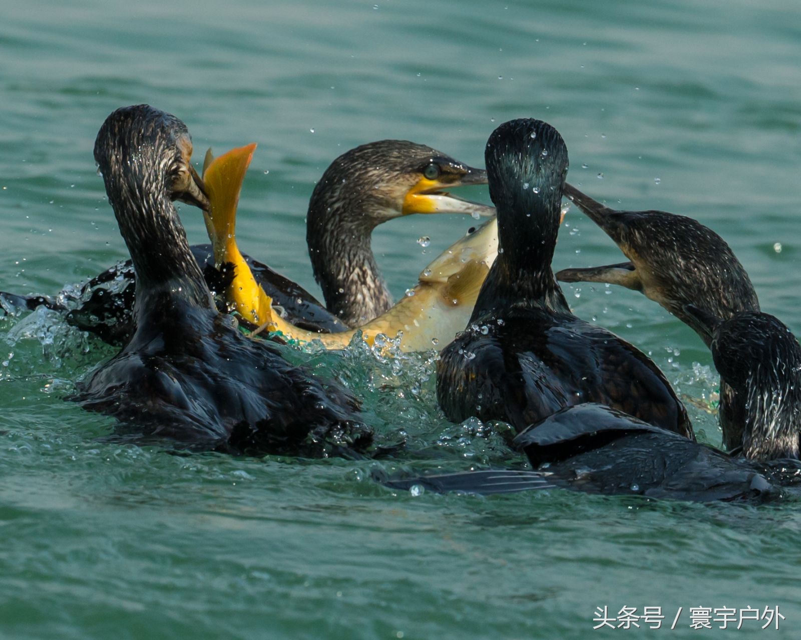 靠着千年传承的鸬鹚捕鱼,他们登上了央视的大屏幕!(附视频)