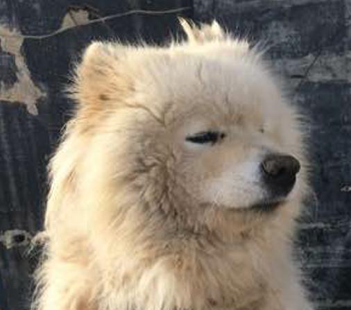 网友买60块钱后续,网友花50元买的狗