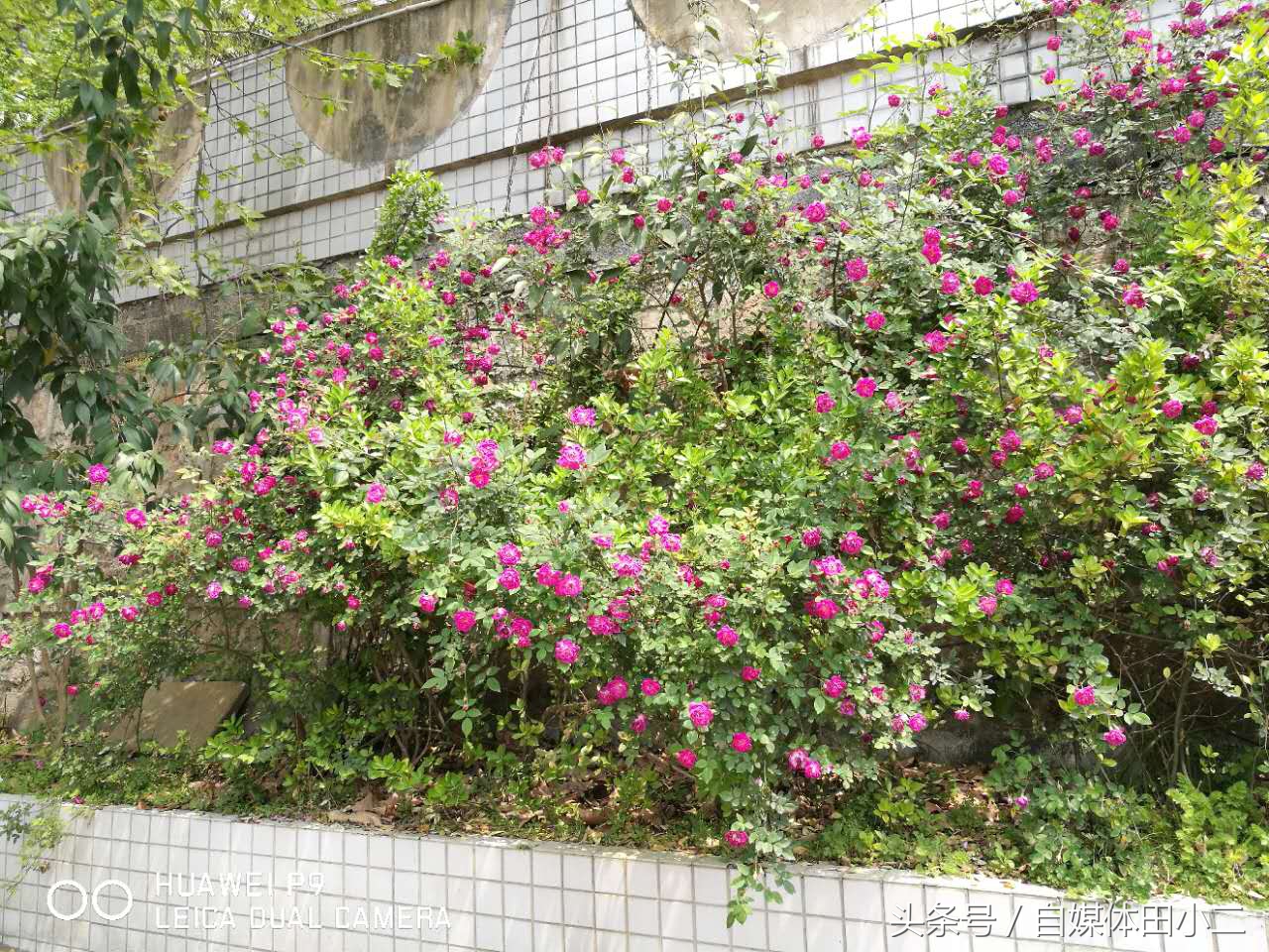 雏鹰联赛,雏鹰展翅比赛