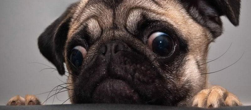 好养具有攻击性但温顺的狗狗,长毛的狗和短毛的狗哪个好养