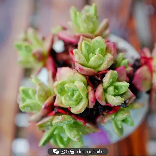 娇艳欲滴的多肉植物,春雨中多肉图片大全