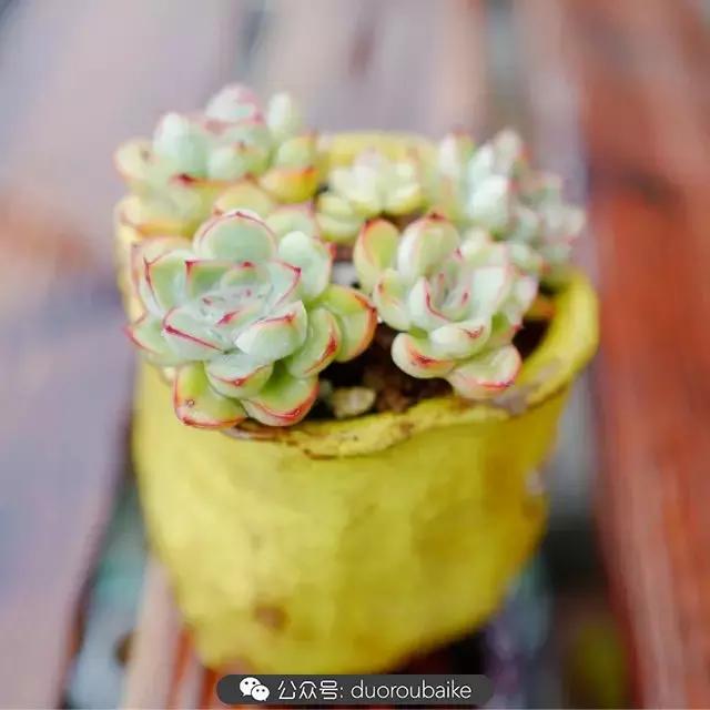 娇艳欲滴的多肉植物,春雨中多肉图片大全