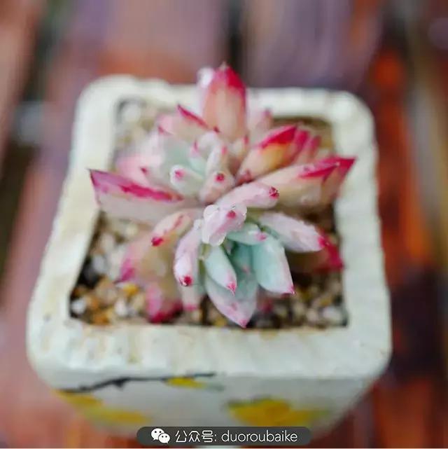 娇艳欲滴的多肉植物,春雨中多肉图片大全