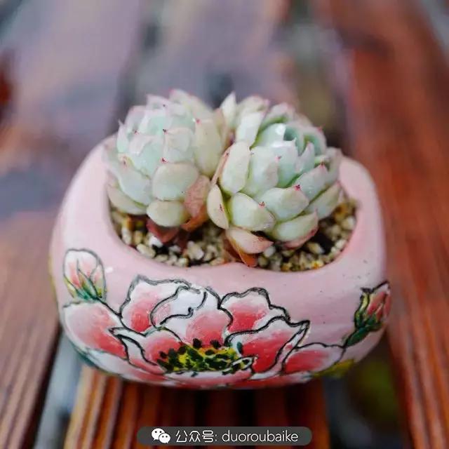 娇艳欲滴的多肉植物,春雨中多肉图片大全