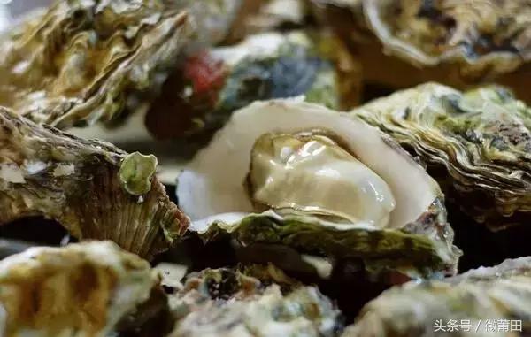 莆田牡蛎吃法,莆田海蛎的美味