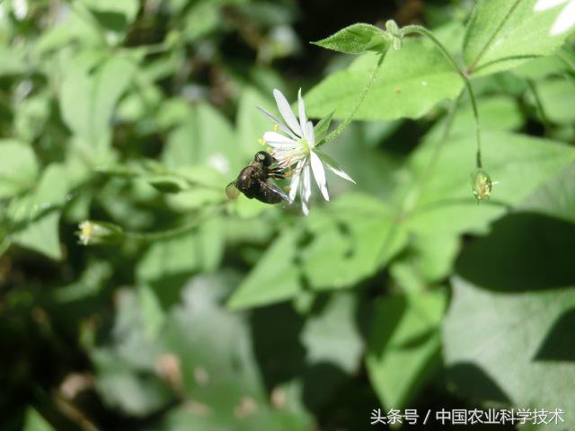 《中国剑虻(méng)科、窗虻科和小头虻科志》问世!