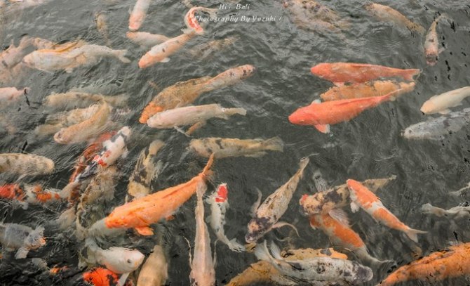 巴厘岛自由行5日游,巴厘岛天堂之旅