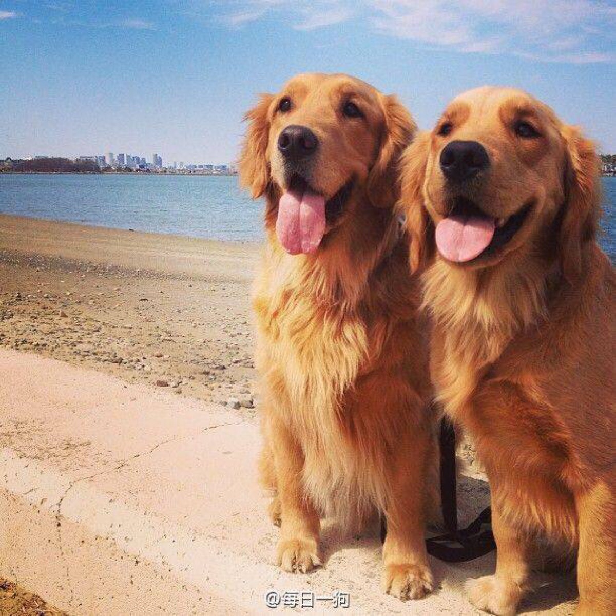 怎么挑选不护食的金毛幼犬,如何挑选金毛幼犬