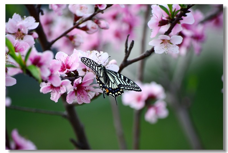 浅谈我所钟爱的《梁祝》,相信你也对其钟爱!