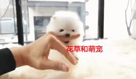 博美狗狗太活跃摸它就咬,小博美对狗狗不友好