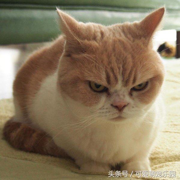 猫主子的日常练就一切技能,这才是猫应有的样子