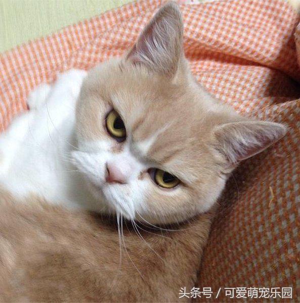 猫主子的日常练就一切技能,这才是猫应有的样子