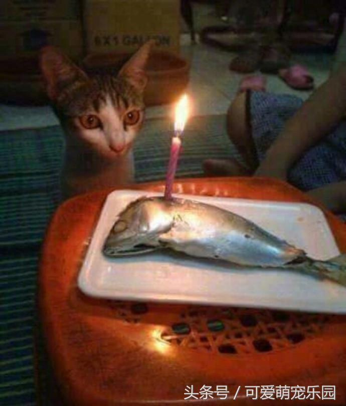 猫主子的日常练就一切技能,这才是猫应有的样子