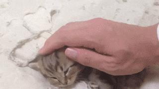 猫主子的日常练就一切技能,这才是猫应有的样子