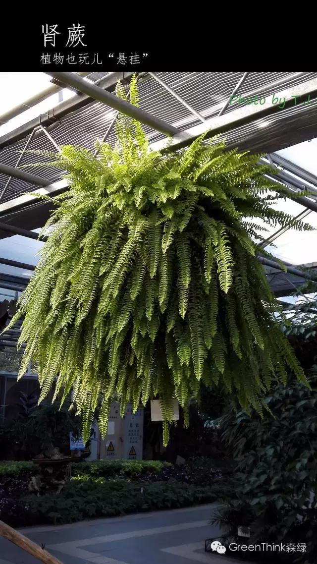 狼尾蕨造景方法,狼尾蕨的森林造景