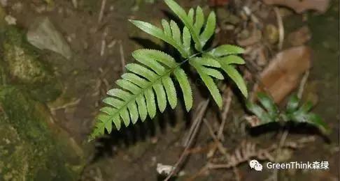 狼尾蕨造景方法,狼尾蕨的森林造景