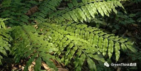 狼尾蕨造景方法,狼尾蕨的森林造景