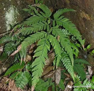 狼尾蕨造景方法,狼尾蕨的森林造景
