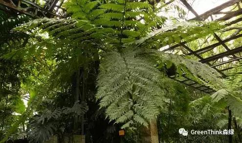 狼尾蕨造景方法,狼尾蕨的森林造景