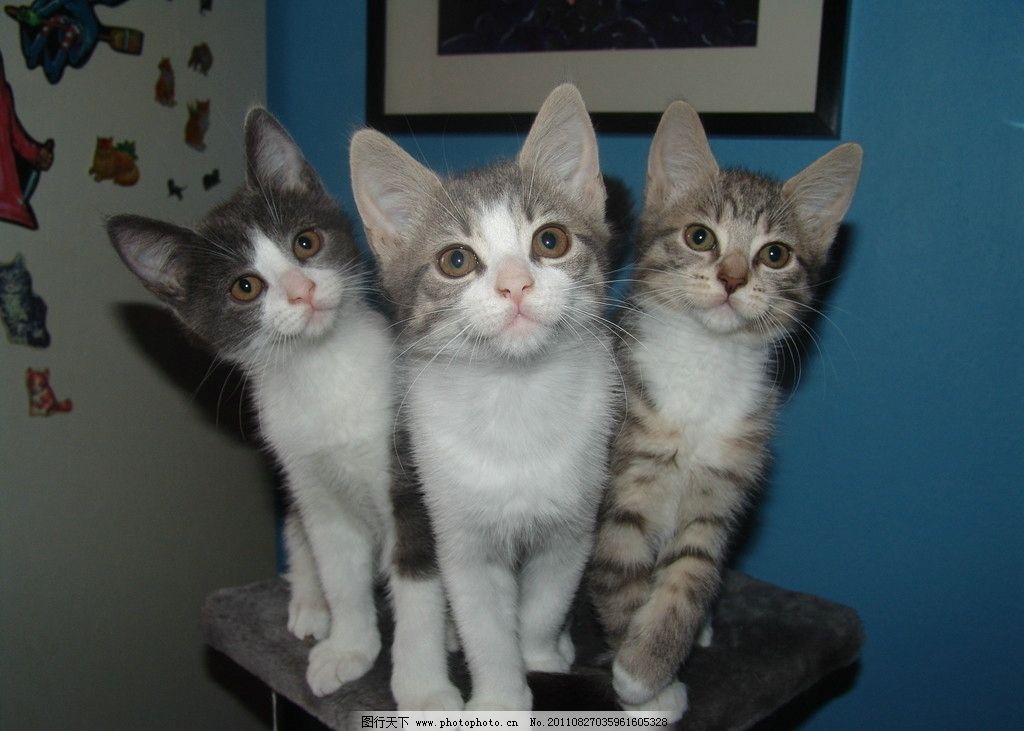 这些搞笑的段子笑得我满地找牙,有哪些令人笑到头掉的搞笑段子