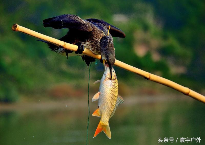 靠着千年传承的鸬鹚捕鱼,他们登上了央视的大屏幕!(附视频)