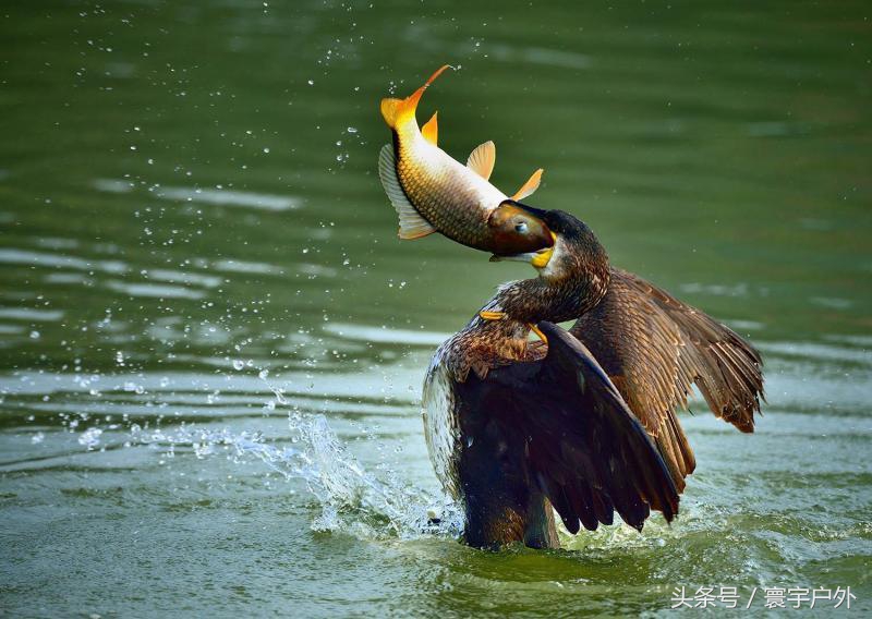 靠着千年传承的鸬鹚捕鱼,他们登上了央视的大屏幕!(附视频)