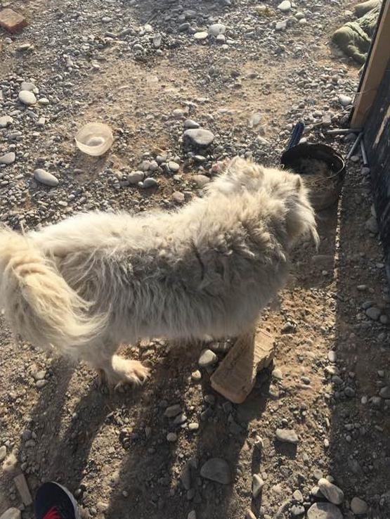 网友买60块钱后续,网友花50元买的狗