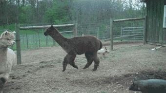 搞笑gif女汉子打起架来拦都拦不住,流氓会武术谁也挡不住