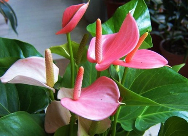 水培粉掌怎么养得最好,新买的水培粉掌怎么养