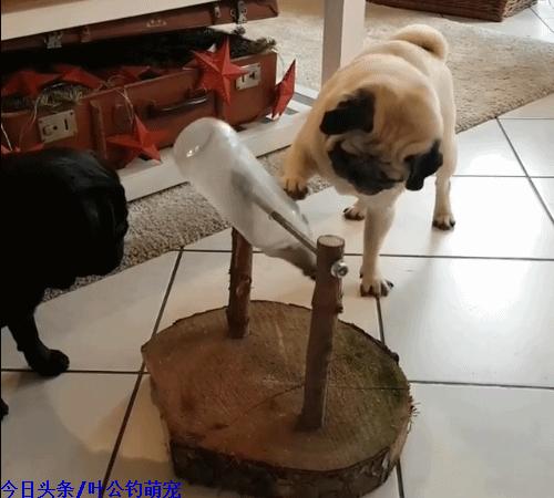 巴哥犬自己做狗粮,自制宠物喂狗神器