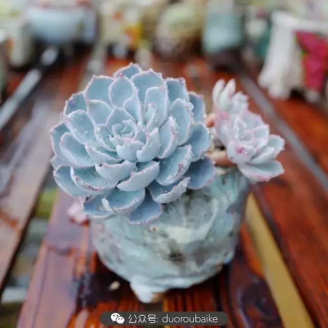 娇艳欲滴的多肉植物,春雨中多肉图片大全