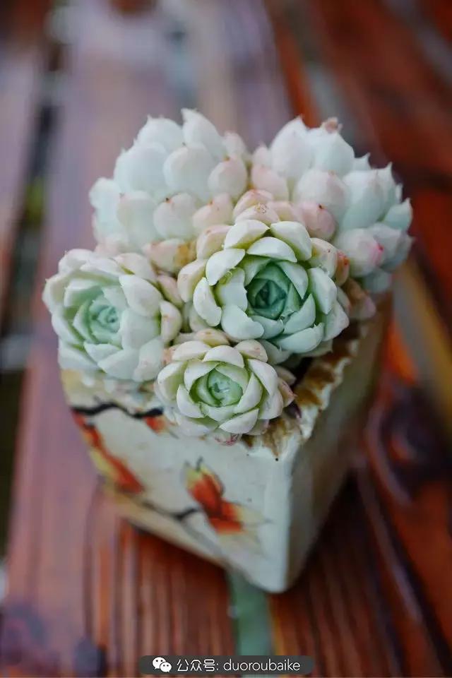 娇艳欲滴的多肉植物,春雨中多肉图片大全