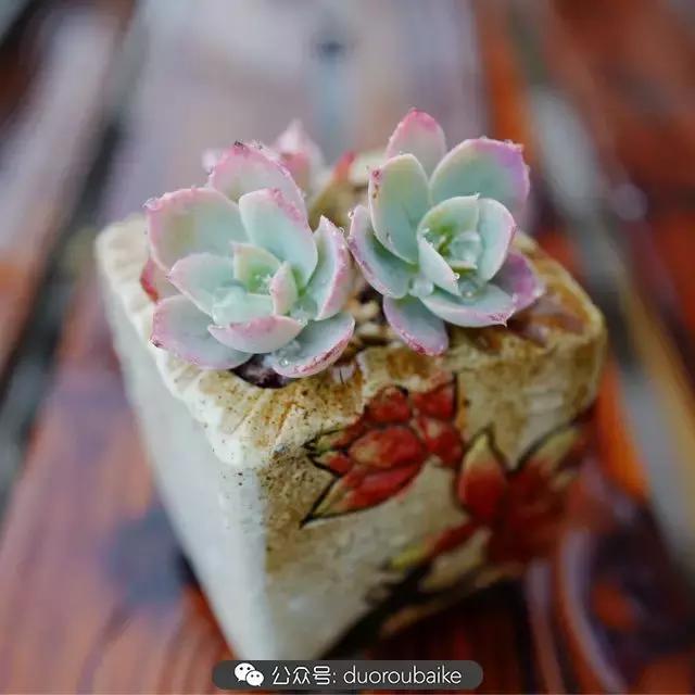 娇艳欲滴的多肉植物,春雨中多肉图片大全